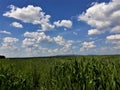 Endless corn field on a summer day Royalty Free Stock Photo