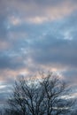 Beautiful cloudy sky with tree branches