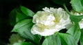 Beautiful clouse-up of big white peony with big waterdrops blooming under the sun against dark green leaves in garden