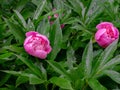 Beautiful clouse-up of wet pink peonies blooming against dark green leaves in the garden. Selective focus