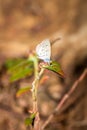 Beautiful Clover Blue butterfly ziziana antanassa sitting on a flower drinking nectar, Madagascar Royalty Free Stock Photo