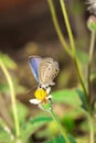 Beautiful Clover Blue butterfly ziziana antanassa sitting on a flower drinking nectar, Madagascar Royalty Free Stock Photo