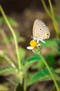 Beautiful Clover Blue butterfly ziziana antanassa sitting on a flower drinking nectar, Madagascar Royalty Free Stock Photo