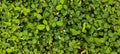 beautiful clover leaves background