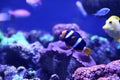 Beautiful clown fish in aquarium water Royalty Free Stock Photo