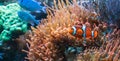 Beautiful Clown fish and Blue Malawi cichlids swimming