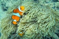 Beautiful clown fish in the sea anemone