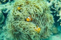 Beautiful clown fish in the sea anemone