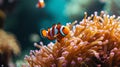 Beautiful Clown fish swimming in the corals Royalty Free Stock Photo