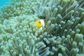 Beautiful Clown Fish Symbiose With Anemone