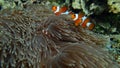 Beautiful clown fish in their home anemone& x27;s soft coral