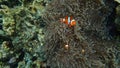 Beautiful clown fish in their home anemone soft coral