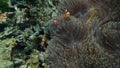 Beautiful clown fish in their home anemone& x27;s soft coral