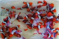 Beautiful clown fishes from the sea