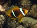 Beautiful clownfish