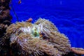 Beautiful clownfish in a large aquarium