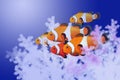 Beautiful clownfish masses