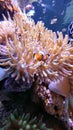 The beautiful clownfish. Rio de Janeiro aquarium