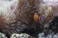 Beautiful Clownfish and Sea Anemone