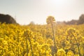 Beautiful clsoeup shot of blooming rapeseed flowers in a field