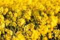 Beautiful clsoeup shot of blooming rapeseed flowers in a field