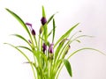 Clump of Calla Lily purple and pink flowers with group blue butterfly wings lively natural on white background Royalty Free Stock Photo