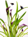 Clump of Calla Lily purple and pink flowers with group blue butterfly wings lively natural on white background Royalty Free Stock Photo