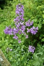 Beautiful clump of purple Dames Rocket, Hesperis Matronalis, with Rhingia Hoverfly and raindrops. Royalty Free Stock Photo