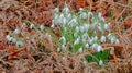 Beautiful clump of stunning white snowdrops growing wild in the forest.