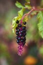 Beautiful cluster of autumn fruits