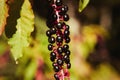 Beautiful cluster of autumn fruits