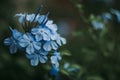 A beautiful cluster of blue plumbago flowers Royalty Free Stock Photo