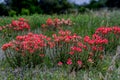 A Beautiful Cluster of Bright Orange Indian Paintbrush (Castilleja foliolosa) Wildflowers