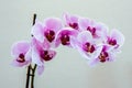 Beautiful Magenta Orchid Flowers Blooming