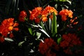 A beautiful cluster of orange Clivias Royalty Free Stock Photo