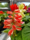 Beautiful cluster of 'Red Hot Sally' Salvia flowers