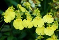 Beautiful cluster of tiny yellow Oncidium Dancing Lady orchids Royalty Free Stock Photo