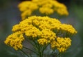 Beautiful cluster of Yellow Silver Mound Artemisia flowers Royalty Free Stock Photo