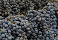 Beautiful clusters blue grapes in the market Royalty Free Stock Photo