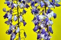 Clusters of colored wisteria flower on a yellow background