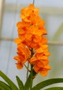 Beautiful clusters of orange Vanda Brighton's Gold orchids