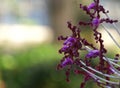 Beautiful clusters of purple Laelia Undulata tall orchid flowers