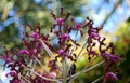 Beautiful clusters of purple Laelia Undulata tall orchid flowers