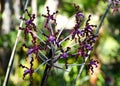 Beautiful clusters of purple Laelia Undulata tall orchid flowers