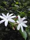 Beautiful clusters of white flowers