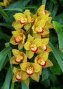 Beautiful clusters of yellow and red cymbidium orchid flowers