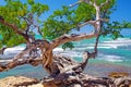 Beautiful coast landscape with twisted crooked gnarled old buttonwood tree on rock, turquoise caribbean sea waves, blue sky -
