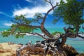 Beautiful coast landscape with twisted crooked gnarled old buttonwood tree on rock, turquoise caribbean sea waves, blue sky - Royalty Free Stock Photo