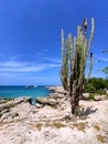 Beautiful coast of Malmok Beach, Aruba, Caribbean island Royalty Free Stock Photo