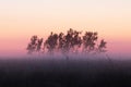 Beautiful coastal meadow with a small grove during a summery evening in Estonian nature, Northern Europe.